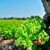 ผักและผลไม้