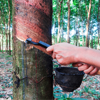 ยางพารา