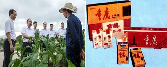 ฉงชิ่งยกระดับการผลิตใบยาสูบท้องถิ่น ตั้งเป้าป้อนเข้าสู่ตลาดสากล