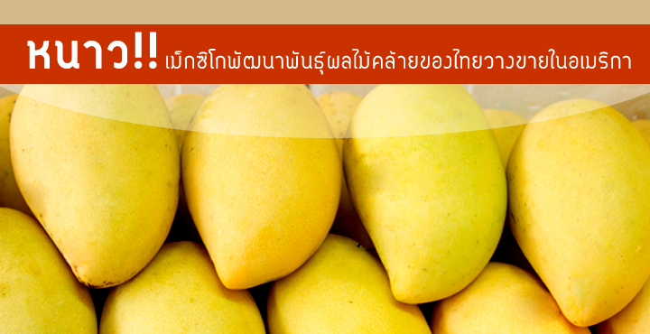 เม็กซิโกพัฒนาพันธุ์ผลไม้คล้ายของไทย วางขายในอเมริกา ช่วงชิงความได้เปรียบต้นทุนขนส่ง เม็กซิโกพัฒนาพันธุ์ผลไม้คล้ายของไทย วางขายในอเมริกา ช่วงชิงความได้เปรียบต้นทุนขนส่ง