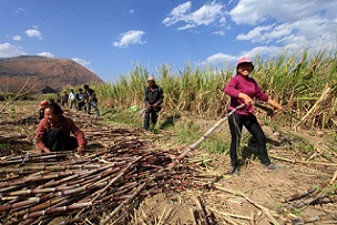 กุมขมับ!!! ผู้ผลิตน้ำตาลกว่างซีเจอวิกฤตต้นทุน รับผลขาดทุนถ้วนหน้า