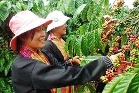 เวียดนามเพิ่มผลผลิตกาแฟสำเร็จรูป