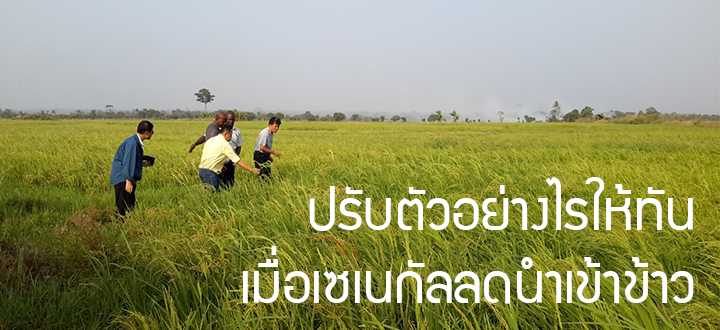 ปรับตัวอย่างไรให้ทัน เมื่อเซเนกัลลดนำเข้าข้าว