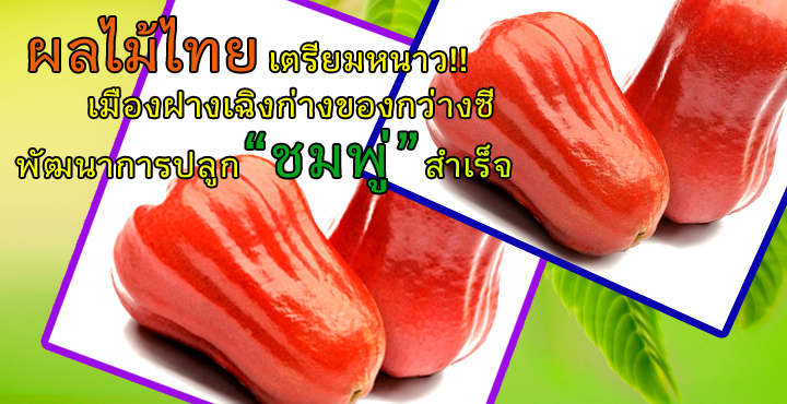 ผลไม้ไทยเตรียมหนาว!! เมืองฝางเฉิงก่างของกว่างซีพัฒนาการปลูก “ชมพู่” สำเร็จ