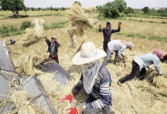 ข้าวไทยตกชั้น!!! กว่างซีสวมบท “เซลล์” ช่วยกัมพูชาขายข้าวเข้าจีน