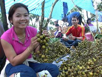 อนาคตลำไยอบแห้งส่งออกของไทยไปจีนอยู่ที่ห่วงโซ่อุปทานที่แข็งแรง อนาคตลำไยอบแห้งส่งออกของไทยไปจีนอยู่ที่ห่วงโซ่อุปทานที่แข็งแรง