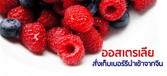 ออสเตรเลียสั่งเก็บเบอร์รีนำเข้าจากจีน ออสเตรเลียสั่งเก็บเบอร์รีนำเข้าจากจีน