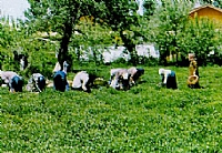 Tea production decreases in IRAN Tea production decreases in IRAN