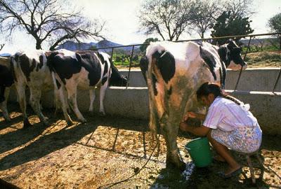 บริษัท ITC เริ่มผลิตสินค้าจากนม - ITC Gears to Introduce Dairy Products in the Market บริษัท ITC เริ่มผลิตสินค้าจากนม - ITC Gears to Introduce Dairy Products in the Market