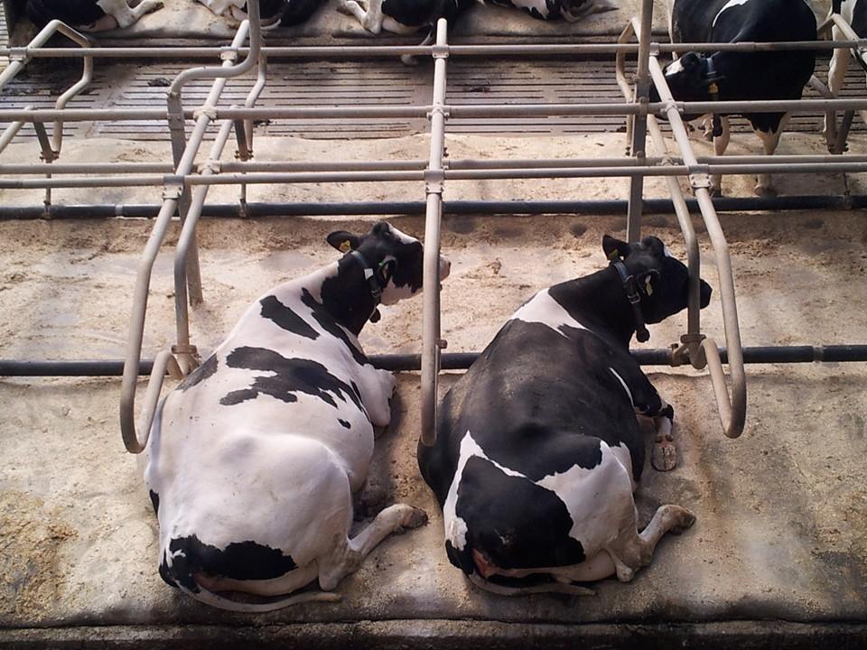 สหภาพยุโรปขยายขอบเขตการใช้ยา barium selenate รักษาโรคในสัตว์