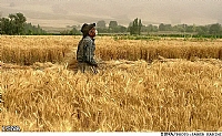 Iran’s agricultural output to hit 118 million tons Iran’s agricultural output to hit 118 million tons