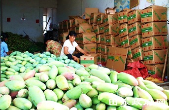 ผลไม้เมืองร้อนของกว่างซีได้ผลผลิตอุดมสมบูรณ์ เริ่มทยอยออกสู่ตลาดแล้ว