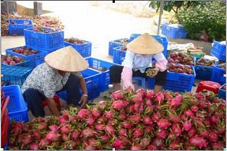 ผลไม้ไทยเตรียมหนาว!! กว่างซีเร่งพัฒนาสายพันธุ์ และแปรรูปผลผลิตเพิ่มมูลค่า