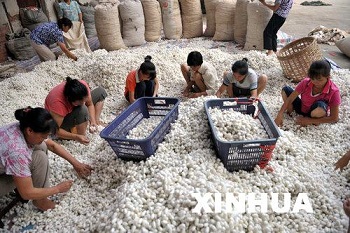 “หม่อน+ไหม” อุตสาหกรรมดาวเด่นของกว่างซี โอกาสของผู้ประกอบการไทย