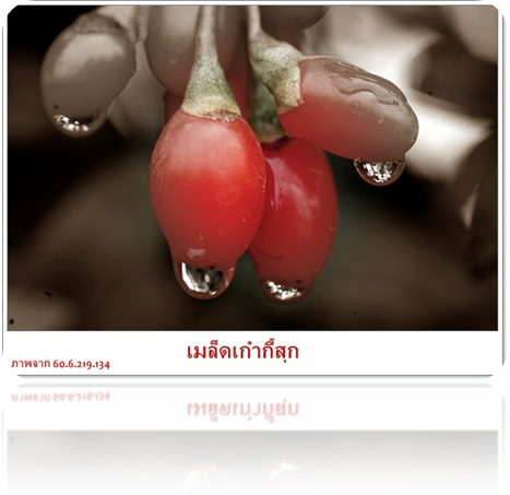 เก๋ากี้ ขุมทรัพย์สีทับทิมแห่งเขตหนิงเซี่ย
